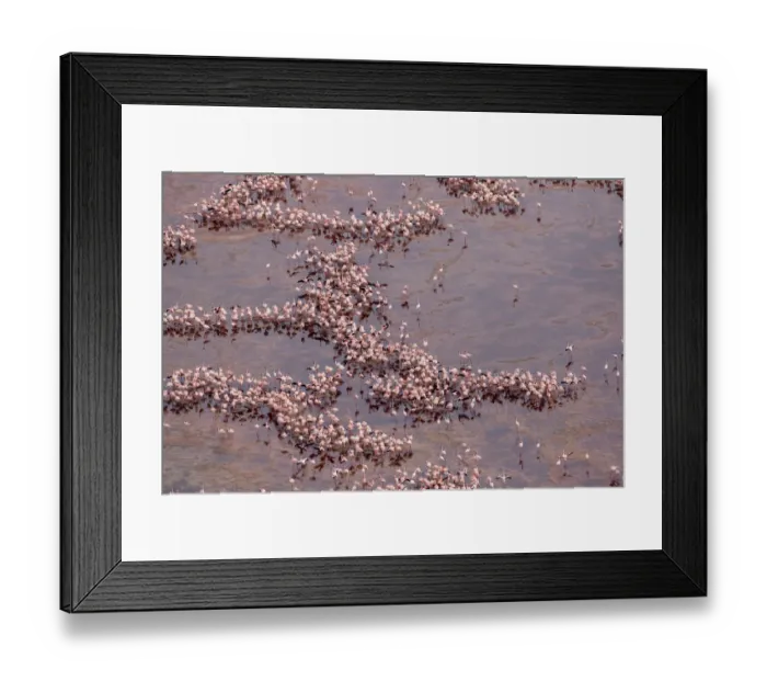 Framed Print : Africa, Tanzania, Aerial view of vast flock of Lesser Flamingos (Phoenicoparrus minor Framed Print : Africa, Tanzania, Aerial view of vast flock of Lesser Flamingos (Phoenicoparrus minor