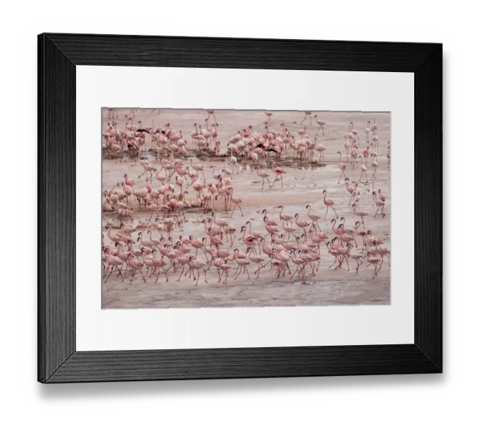 Framed Print : Africa, Tanzania, Aerial view of vast flock of Lesser Flamingos (Phoenicoparrus minor Framed Print : Africa, Tanzania, Aerial view of vast flock of Lesser Flamingos (Phoenicoparrus minor