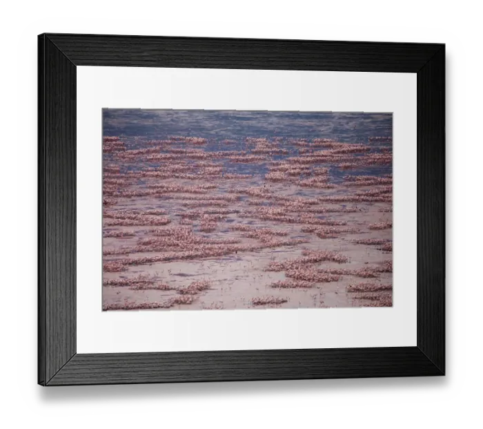 Framed Print : Africa, Tanzania, Aerial view of vast flock of Lesser Flamingos (Phoenicoparrus minor Framed Print : Africa, Tanzania, Aerial view of vast flock of Lesser Flamingos (Phoenicoparrus minor