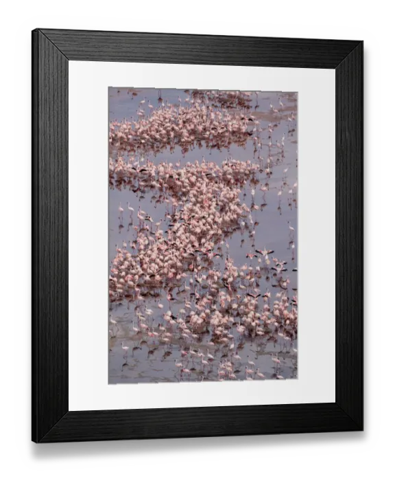 Framed Print : Africa, Tanzania, Aerial view of vast flock of Lesser Flamingos (Phoenicoparrus minor Framed Print : Africa, Tanzania, Aerial view of vast flock of Lesser Flamingos (Phoenicoparrus minor