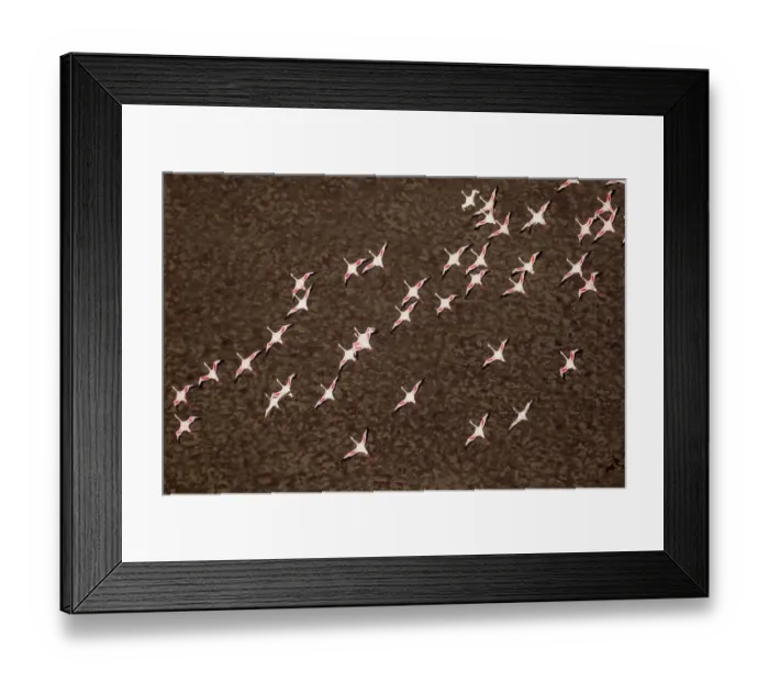 Framed Print : Africa, Tanzania, Aerial view of flock of Lesser Flamingos (Phoenicoparrus minor Framed Print : Africa, Tanzania, Aerial view of flock of Lesser Flamingos (Phoenicoparrus minor