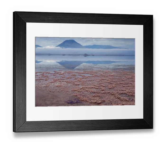 Framed Print : Africa, Tanzania, Aerial view of Ol Doinyo Lengai volcano looming above vast flock of Framed Print : Africa, Tanzania, Aerial view of Ol Doinyo Lengai volcano looming above vast flock of