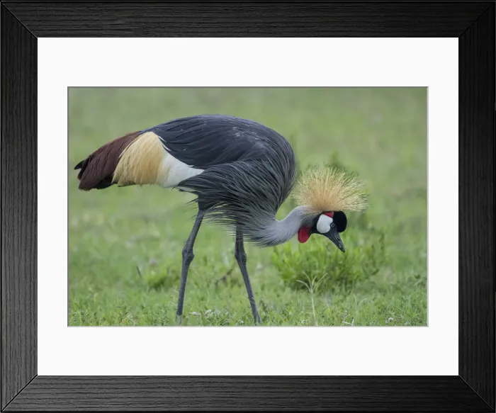Framed Print : Africa, Tanzania, Ngorongoro Conservation Area, Grey Crowned Crane (Balearica regulorum Framed Print : Africa, Tanzania, Ngorongoro Conservation Area, Grey Crowned Crane (Balearica regulorum