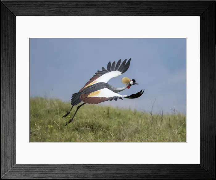 Framed Print : Africa, Tanzania, Ngorongoro Conservation Area, Grey Crowned Crane (Balearica regulorum Framed Print : Africa, Tanzania, Ngorongoro Conservation Area, Grey Crowned Crane (Balearica regulorum