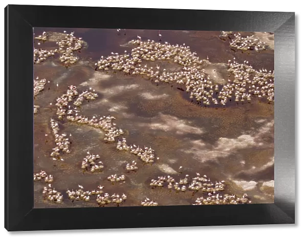 Africa, Tanzania, Aerial view of flock of Lesser Flamingos (Phoenicoparrus minor