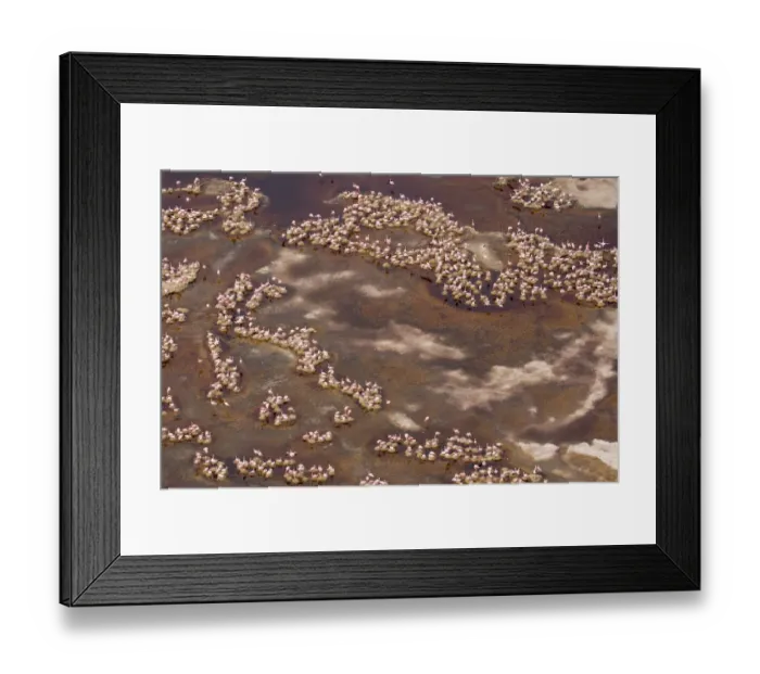 Framed Print : Africa, Tanzania, Aerial view of flock of Lesser Flamingos (Phoenicoparrus minor Framed Print : Africa, Tanzania, Aerial view of flock of Lesser Flamingos (Phoenicoparrus minor