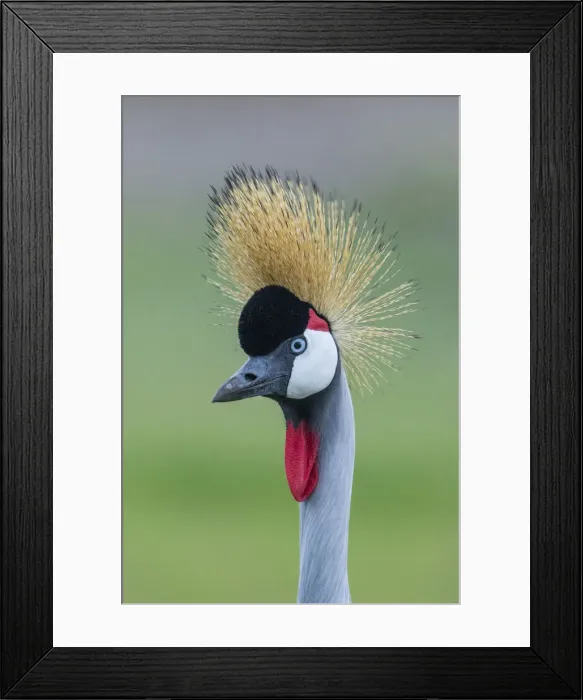 Framed Print : Africa, Tanzania, Ngorongoro Conservation Area, Grey Crowned Crane (Balearica regulorum Framed Print : Africa, Tanzania, Ngorongoro Conservation Area, Grey Crowned Crane (Balearica regulorum