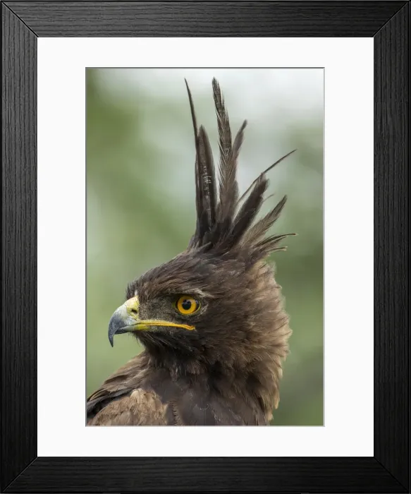 Framed Print : Africa, Tanzania, Ngorongoro Conservation Area, Long- Crested Eagle Framed Print : Africa, Tanzania, Ngorongoro Conservation Area, Long- Crested Eagle
