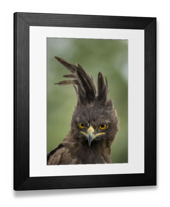 Framed Print : Africa, Tanzania, Ngorongoro Conservation Area, Long- Crested Eagle Framed Print : Africa, Tanzania, Ngorongoro Conservation Area, Long- Crested Eagle