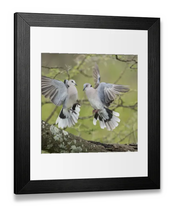 Framed Print : Africa, Tanzania, Ngorongoro Conservation Area, African Mourning Doves Framed Print : Africa, Tanzania, Ngorongoro Conservation Area, African Mourning Doves
