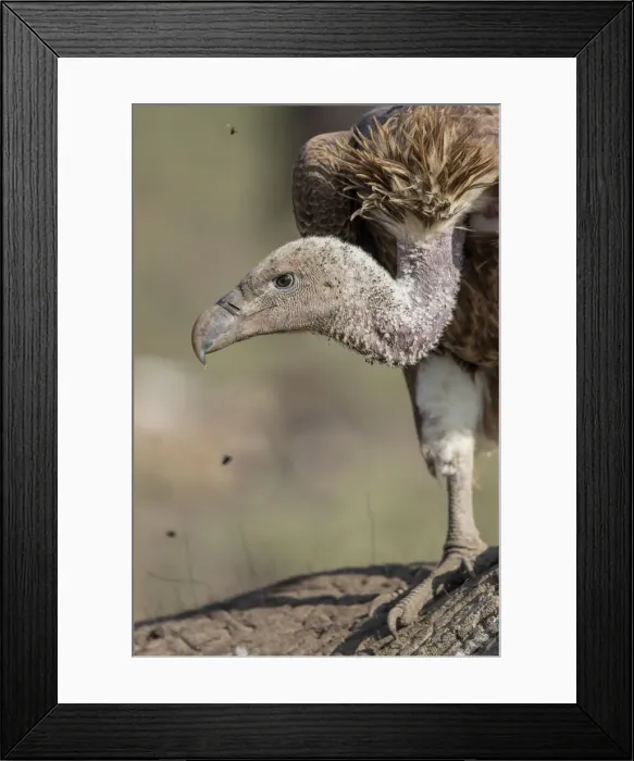 Framed Print : Africa, Tanzania, Ngorongoro Conservation Area, White-backed Vulture (Gyps africanus