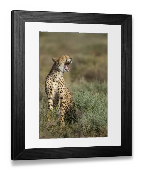 Framed Print : Tanzania, Ngorongoro Conservation Area, Adult Cheetah (Acinonyx jubatas Framed Print : Tanzania, Ngorongoro Conservation Area, Adult Cheetah (Acinonyx jubatas