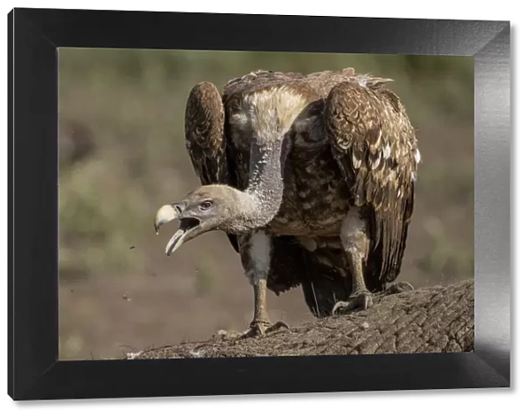 Africa, Tanzania, Ngorongoro Conservation Area, White-backed Vultures (Gyps africanus