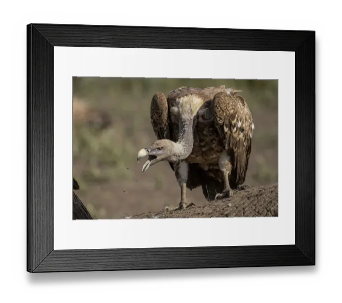 Framed Print : Africa, Tanzania, Ngorongoro Conservation Area, White-backed Vultures (Gyps africanus