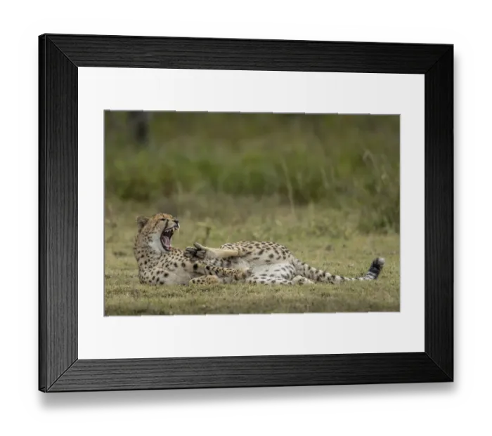 Framed Print : Tanzania, Ngorongoro Conservation Area, Adult Cheetah (Acinonyx jubatas