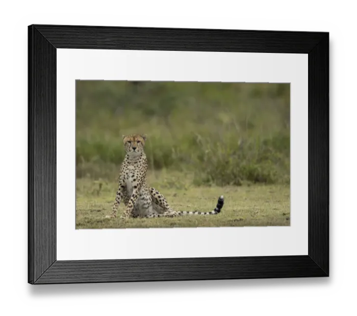 Framed Print : Tanzania, Ngorongoro Conservation Area, Adult Cheetah (Acinonyx jubatas Framed Print : Tanzania, Ngorongoro Conservation Area, Adult Cheetah (Acinonyx jubatas