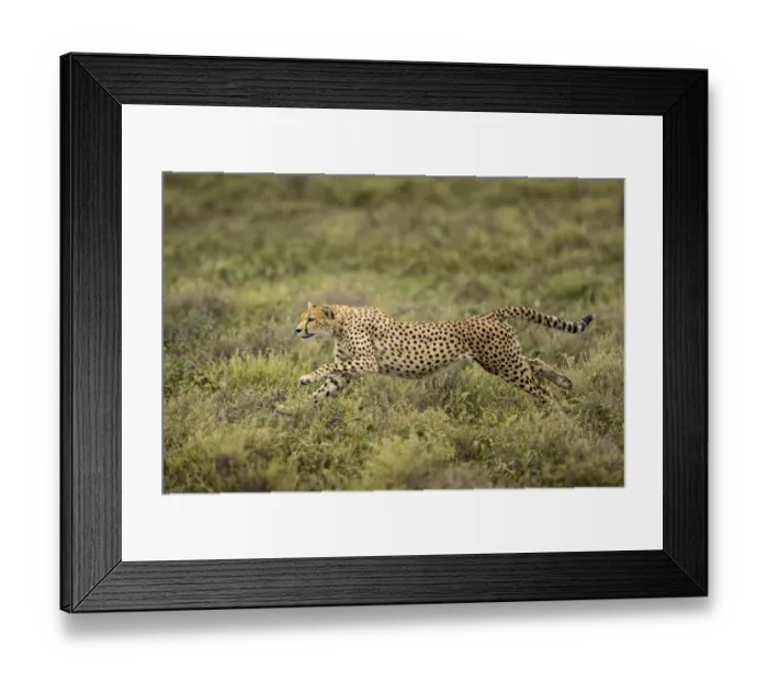 Framed Print : Tanzania, Ngorongoro Conservation Area, Adult Cheetah (Acinonyx jubatas Framed Print : Tanzania, Ngorongoro Conservation Area, Adult Cheetah (Acinonyx jubatas