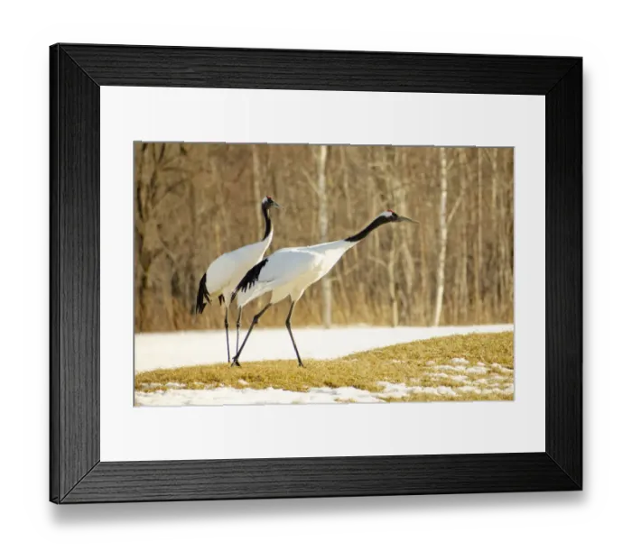 Framed Print : Asia, Japan, Hokkaido, Kushiro, Akan International Crane Center, red-crowned crane