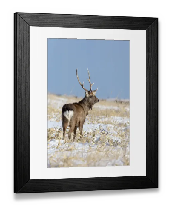 Framed Print : Asia, Japan, Hokkaido, Shiretoko Peninsula, near Rausu, sika deer, Cervus Nippon