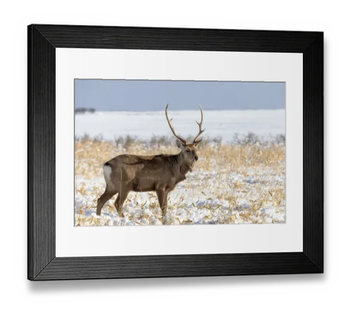 Framed Print : Asia, Japan, Hokkaido, Shiretoko Peninsula, near Rausu, sika deer, Cervus Nippon Framed Print : Asia, Japan, Hokkaido, Shiretoko Peninsula, near Rausu, sika deer, Cervus Nippon
