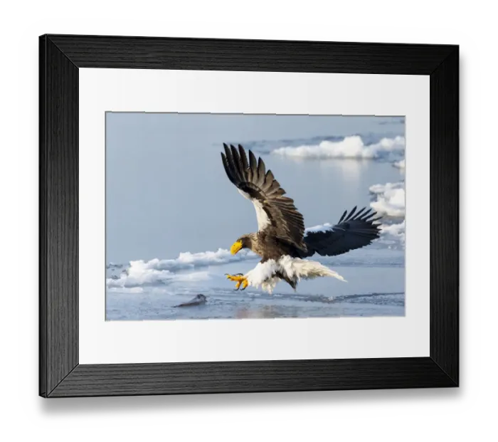 Framed Print : Asia, Japan, Hokkaido, Rausu, Stellers sea eagle, Haliaeetus pelagicus Framed Print : Asia, Japan, Hokkaido, Rausu, Stellers sea eagle, Haliaeetus pelagicus