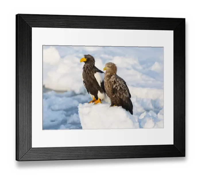 Framed Print : Asia, Japan, Hokkaido, Rausu, Stellers sea eagle, Haliaeetus pelagicus Framed Print : Asia, Japan, Hokkaido, Rausu, Stellers sea eagle, Haliaeetus pelagicus