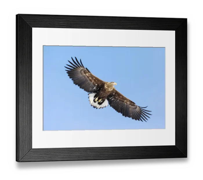Framed Print : Asia, Japan, Hokkaido, Kushiro, Akan International Crane Center, white-tailed eagle