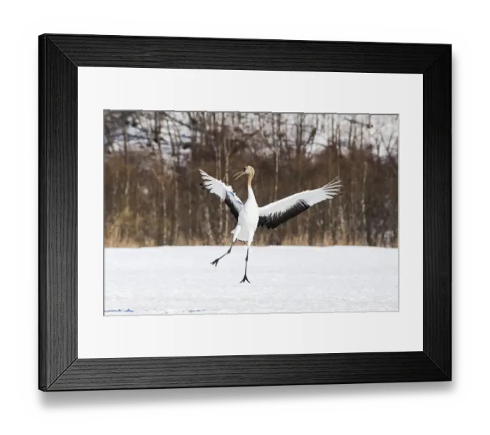 Framed Print : Asia, Japan, Hokkaido, Kushiro, Akan International Crane Center, red-crowned crane Framed Print : Asia, Japan, Hokkaido, Kushiro, Akan International Crane Center, red-crowned crane