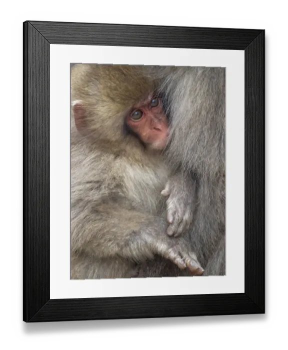 Framed Print : Asia, Japan, Nagano, Jigokudani Yaen Koen, Snow Monkey Park, Japanese macaque Framed Print : Asia, Japan, Nagano, Jigokudani Yaen Koen, Snow Monkey Park, Japanese macaque