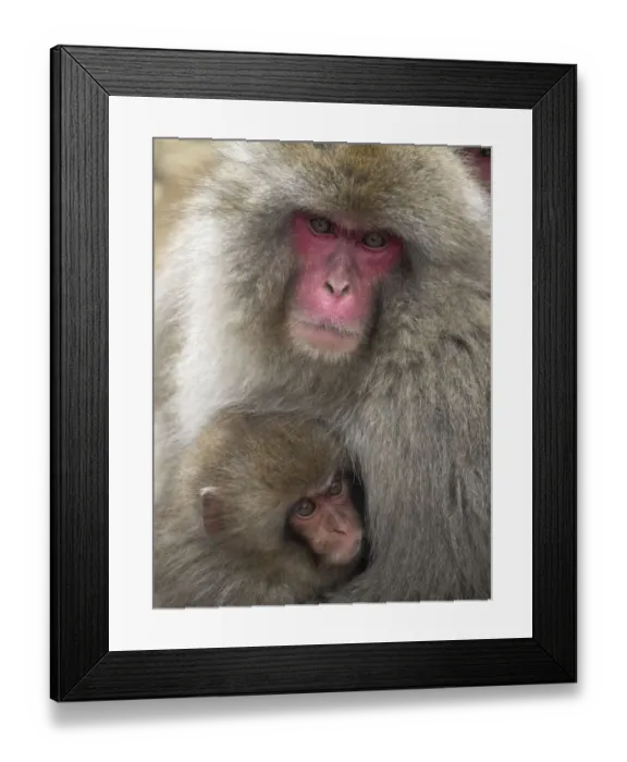 Framed Print : Asia, Japan, Nagano, Jigokudani Yaen Koen, Snow Monkey Park, Japanese macaque