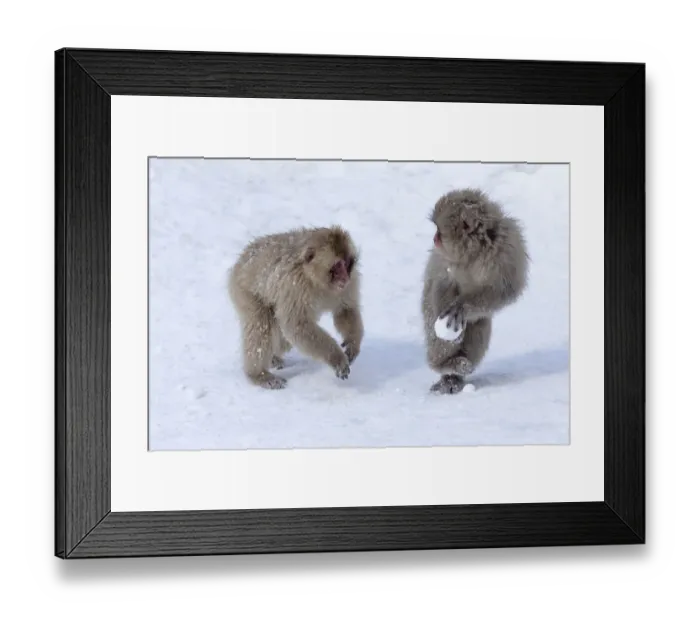 Framed Print : Asia, Japan, Nagano, Jigokudani Yaen Koen, Snow Monkey Park, Japanese macaque