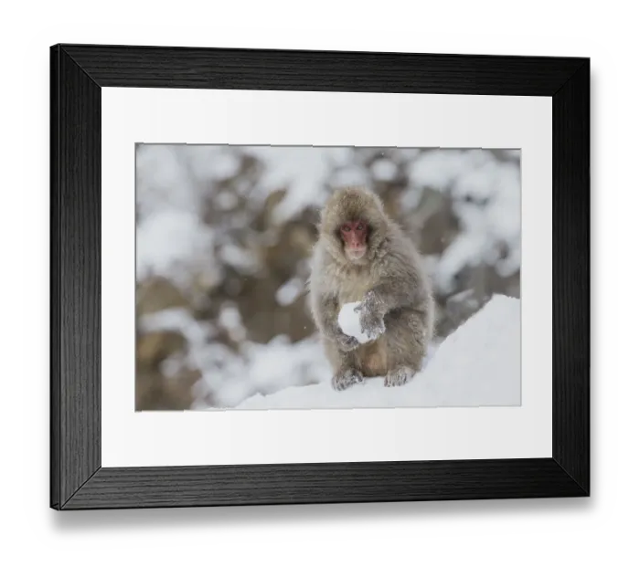 Framed Print : Asia, Japan, Nagano, Jigokudani Yaen Koen, Snow Monkey Park, Japanese macaque Framed Print : Asia, Japan, Nagano, Jigokudani Yaen Koen, Snow Monkey Park, Japanese macaque