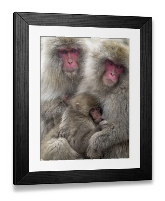 Framed Print : Asia, Japan, Nagano, Jigokudani Yaen Koen, Snow Monkey Park, Japanese macaque Framed Print : Asia, Japan, Nagano, Jigokudani Yaen Koen, Snow Monkey Park, Japanese macaque