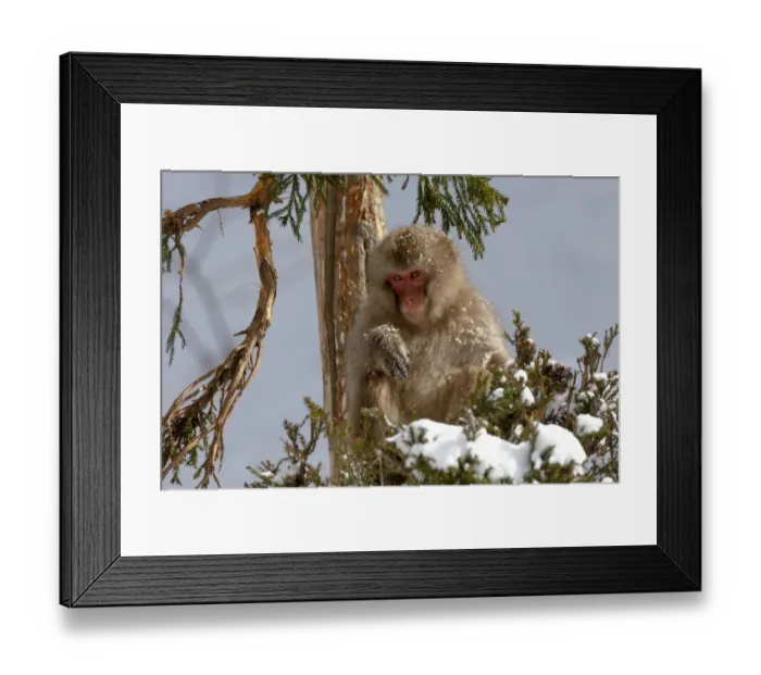 Framed Print : Asia, Japan, Nagano, Jigokudani Yaen Koen, Snow Monkey Park, Japanese macaque Framed Print : Asia, Japan, Nagano, Jigokudani Yaen Koen, Snow Monkey Park, Japanese macaque