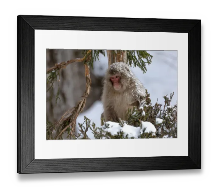 Framed Print : Asia, Japan, Nagano, Jigokudani Yaen Koen, Snow Monkey Park, Japanese macaque