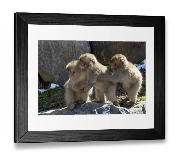 Framed Print : Asia, Japan, Nagano, Jigokudani Yaen Koen, Snow Monkey Park, Japanese macaque Framed Print : Asia, Japan, Nagano, Jigokudani Yaen Koen, Snow Monkey Park, Japanese macaque