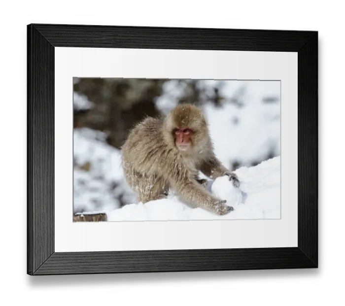 Framed Print : Asia, Japan, Nagano, Jigokudani Yaen Koen, Snow Monkey Park, Japanese macaque Framed Print : Asia, Japan, Nagano, Jigokudani Yaen Koen, Snow Monkey Park, Japanese macaque