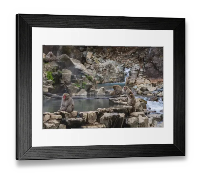 Framed Print : Japanese snow monkeys, macaques, sitting around the hot springs of Jigokudani Park