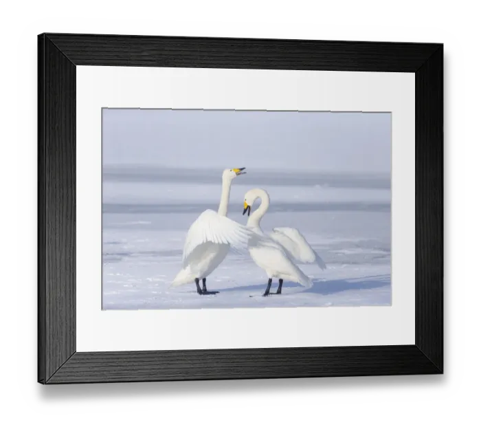 Framed Print : Asia, Japan, Hokkaido, Lake Kussharo, whooper swan, Cygnus cygnus