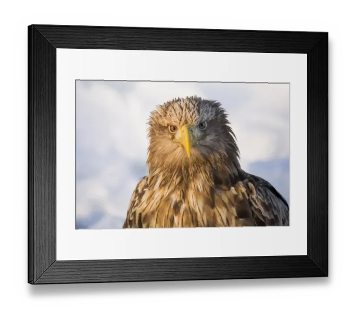 Framed Print : Asia, Japan, Hokkaido, Rausu, white-tailed eagle, Haliaeetus albicilla Framed Print : Asia, Japan, Hokkaido, Rausu, white-tailed eagle, Haliaeetus albicilla