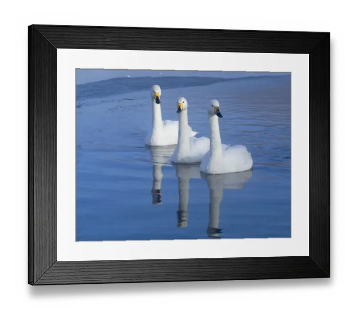 Framed Print : Asia, Japan, Hokkaido, Lake Kussharo, whooper swan, Cygnus cygnus Framed Print : Asia, Japan, Hokkaido, Lake Kussharo, whooper swan, Cygnus cygnus