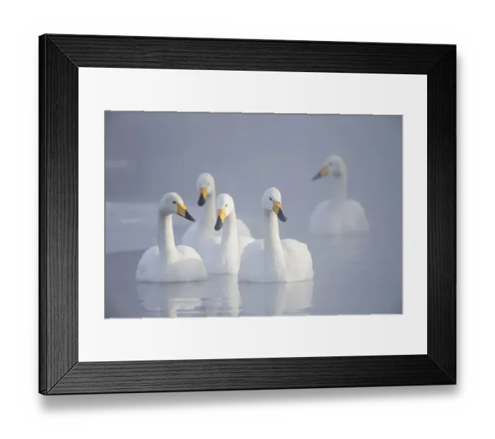 Framed Print : Asia, Japan, Hokkaido, Lake Kussharo, whooper swan, Cygnus cygnus Framed Print : Asia, Japan, Hokkaido, Lake Kussharo, whooper swan, Cygnus cygnus