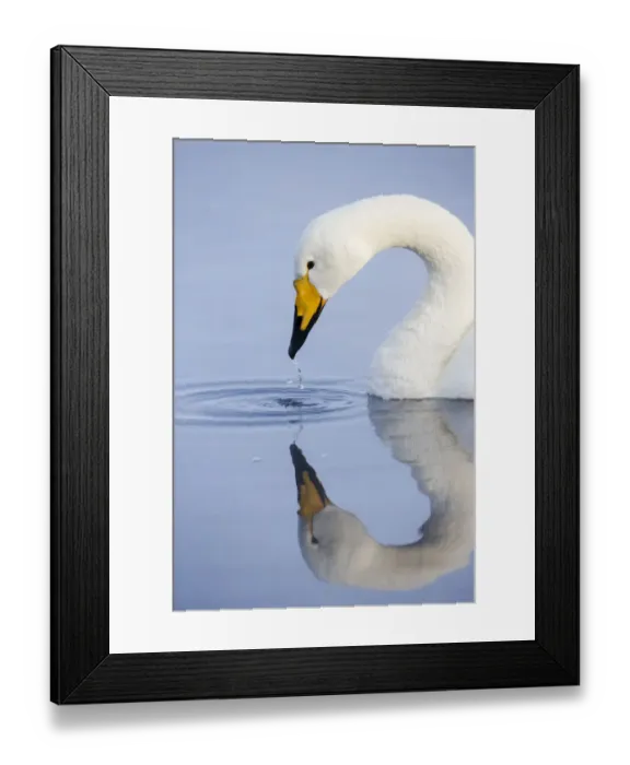 Framed Print : Asia, Japan, Hokkaido, Lake Kussharo, whooper swan, Cygnus cygnus Framed Print : Asia, Japan, Hokkaido, Lake Kussharo, whooper swan, Cygnus cygnus