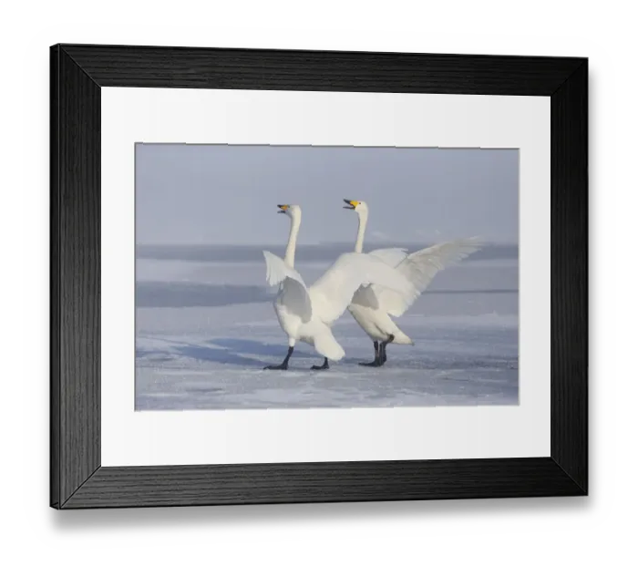 Framed Print : Asia, Japan, Hokkaido, Lake Kussharo, whooper swan, Cygnus cygnus Framed Print : Asia, Japan, Hokkaido, Lake Kussharo, whooper swan, Cygnus cygnus