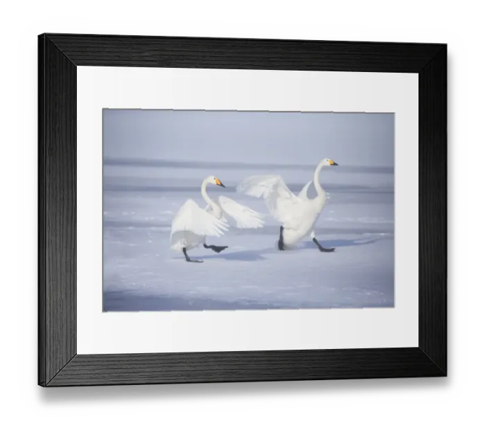 Framed Print : Asia, Japan, Hokkaido, Lake Kussharo, whooper swan, Cygnus cygnus Framed Print : Asia, Japan, Hokkaido, Lake Kussharo, whooper swan, Cygnus cygnus