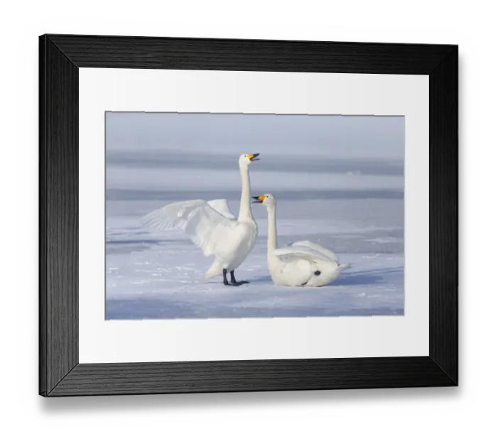 Framed Print : Asia, Japan, Hokkaido, Lake Kussharo, whooper swan, Cygnus cygnus Framed Print : Asia, Japan, Hokkaido, Lake Kussharo, whooper swan, Cygnus cygnus