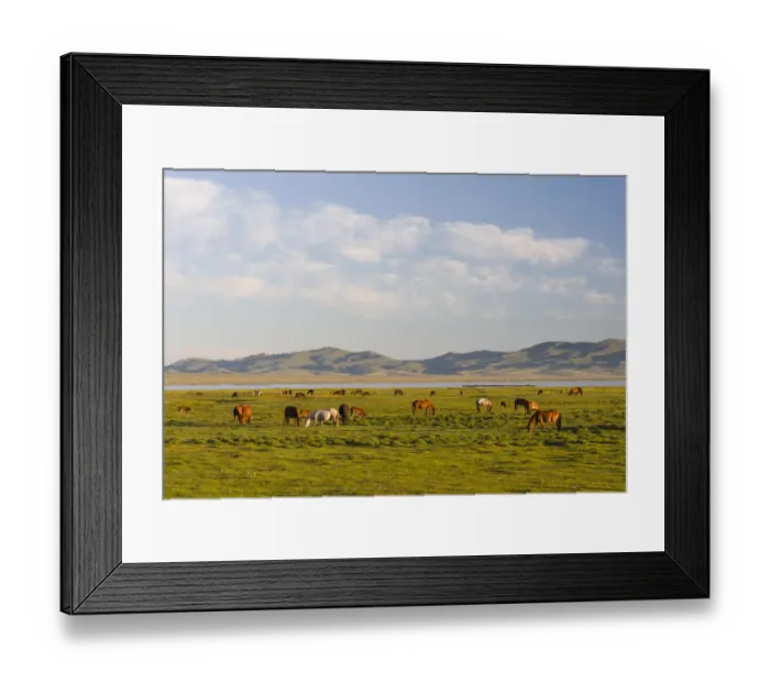 Framed Print : Horses on their mountain pasture at lake Song Kol (Son Kul, Songkol, Song-Koel) Framed Print : Horses on their mountain pasture at lake Song Kol (Son Kul, Songkol, Song-Koel)
