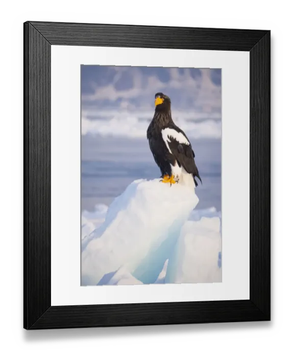 Framed Print : Asia, Japan, Hokkaido, Rausu, Stellers sea eagle, Haliaeetus pelagicus Framed Print : Asia, Japan, Hokkaido, Rausu, Stellers sea eagle, Haliaeetus pelagicus