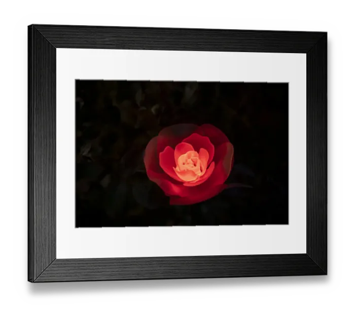 Framed Print : A red illuminated rose at night in a flower garden in Japan