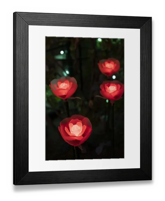 Framed Print : Illuminated red roses of the Ashikaga Flower park, Japan, at night in winter Framed Print : Illuminated red roses of the Ashikaga Flower park, Japan, at night in winter